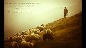 shepherd-2